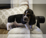 Puppy Roger Basset Hound