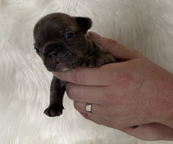 Medium Photo #4 French Bulldog Puppy For Sale in SOMERS, MT, USA