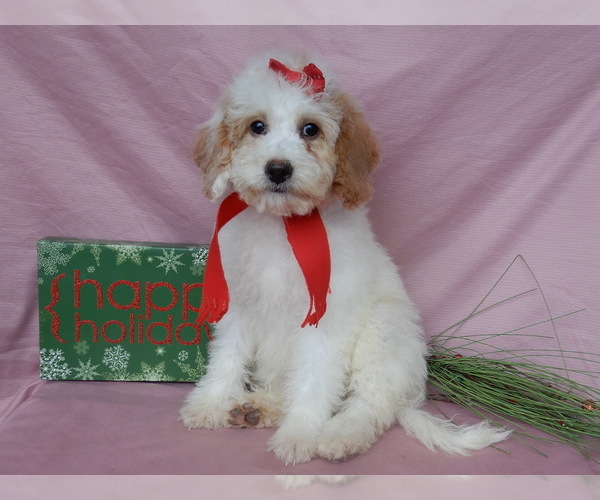 Medium Photo #9 Goldendoodle (Miniature) Puppy For Sale in MILLERSBURG, OH, USA