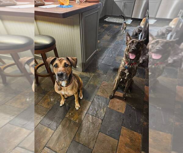 Medium Photo #3 German Shepherd Dog-Unknown Mix Puppy For Sale in San Leon, TX, USA