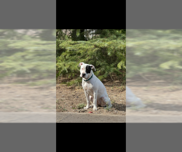 Medium Photo #1 Bulldog-Staffordshire Bull Terrier Mix Puppy For Sale in Chandler, AZ, USA