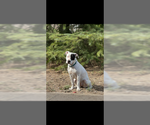 Small Bulldog-Staffordshire Bull Terrier Mix