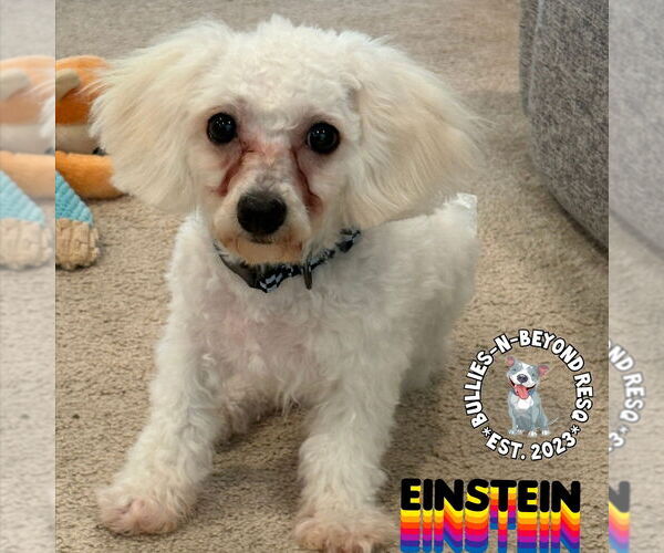 Medium Photo #3 Bichon Frise Puppy For Sale in Omaha, NE, USA