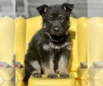 Small #7 German Shepherd Dog