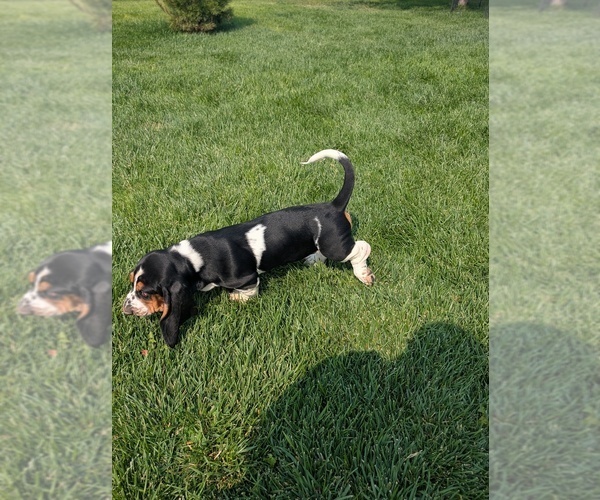 Medium Photo #18 Basset Hound Puppy For Sale in JEROME, ID, USA