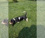 Small #17 Basset Hound