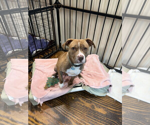 Medium Photo #5 Mutt Puppy For Sale in Rockaway, NJ, USA