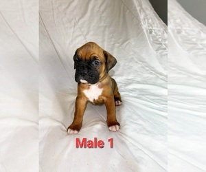 Boxer Dog for Adoption in PELZER, South Carolina USA