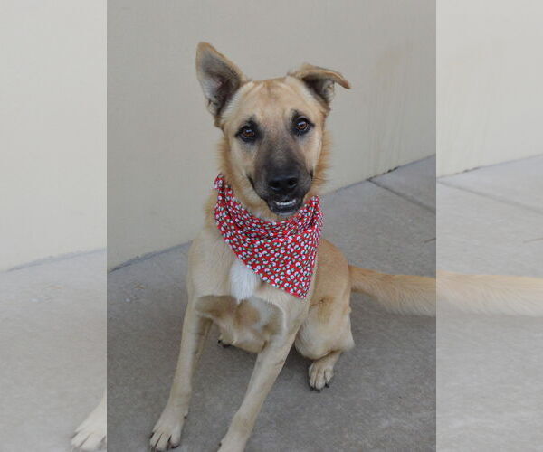 Medium Photo #1 Mutt Puppy For Sale in McKinney, TX, USA