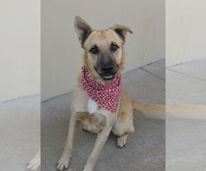 Mutt Dogs for adoption in McKinney, TX, USA