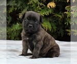 Small Photo #5 Mastiff Puppy For Sale in MORGANTOWN, PA, USA