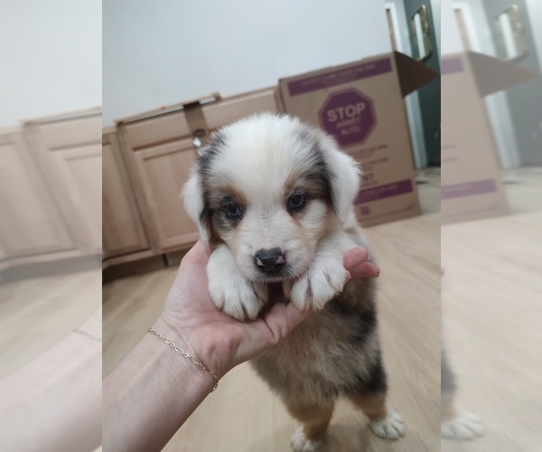 Medium Photo #26 Australian Shepherd Puppy For Sale in TUSCUMBIA, AL, USA