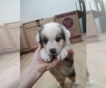 Small Photo #26 Australian Shepherd Puppy For Sale in TUSCUMBIA, AL, USA