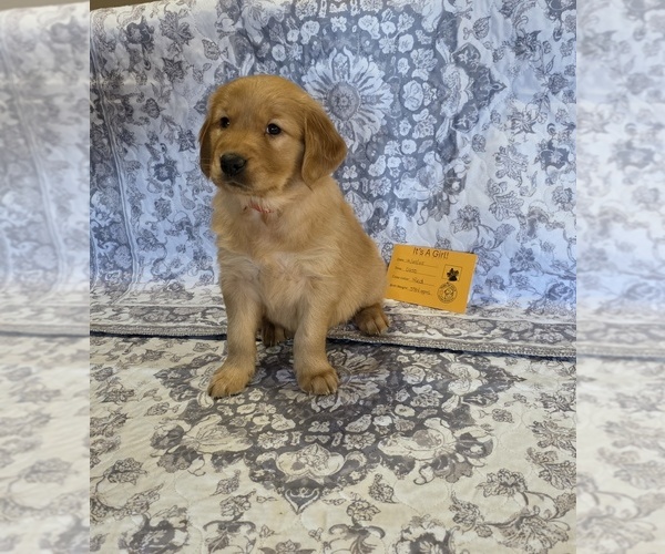 Medium Photo #3 Golden Retriever Puppy For Sale in GLENDALE, AZ, USA
