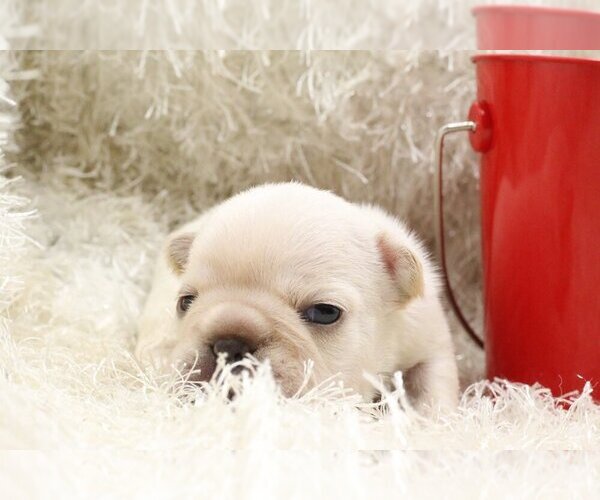 Medium Photo #4 French Bulldog Puppy For Sale in KENILWORTH, IL, USA