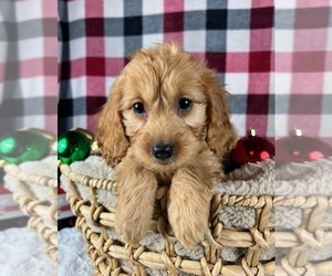 Goldendoodle (Miniature) Puppy for sale in GREENWOOD, IN, USA
