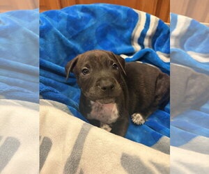 Mutt Dogs for adoption in Belleville, MI, USA