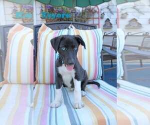 Eeyore 5AcreWood - Male Collie-Labrador Retriever Mix Dog for Adoption - Photo #3