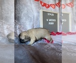 Small Photo #15 Faux Frenchbo Bulldog Puppy For Sale in TIFFIN, IA, USA