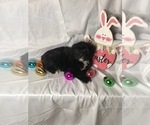 Small Photo #3 Aussiedoodle Miniature  Puppy For Sale in INDIANAPOLIS, IN, USA