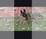 Small Mutt