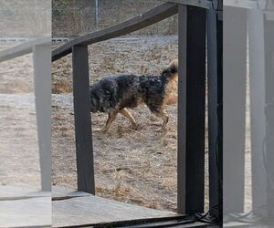 German Shepherd Dog-Unknown Mix Dogs for adoption in Orange Grove, TX, USA