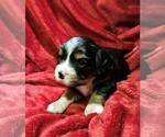 Puppy Puppy 2 Bernese Mountain Dog