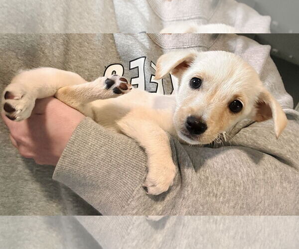 Medium Photo #3 Chihuahua-Unknown Mix Puppy For Sale in Bellevue, WA, USA