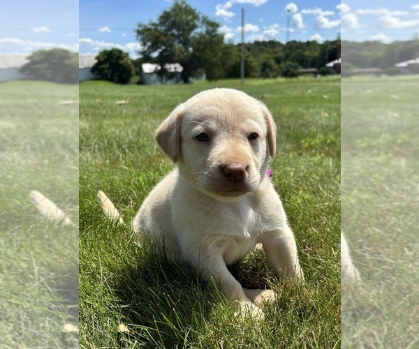 Medium Photo #4 Labrador Retriever Puppy For Sale in FREDERICKSBG, OH, USA