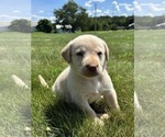 Small #3 Labrador Retriever