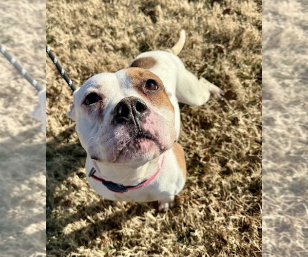 Medium Photo #3 Mutt Puppy For Sale in Glen Allen, VA, USA