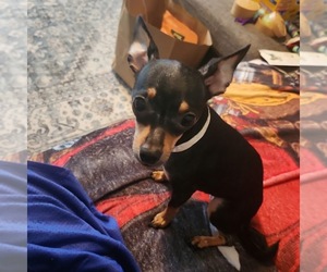 Chipin Dogs for adoption in Shermans Dale, PA, USA