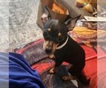 Small Chipin