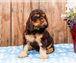 Small Photo #15 Cocker Spaniel Puppy For Sale in WAKARUSA, IN, USA