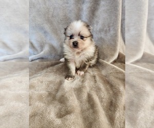 Pomeranian Puppy for sale in NEW BRAUNFELS, TX, USA
