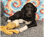 Small #3 Great Pyrenees Mix