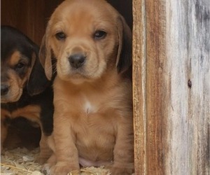 Beagle Puppy for sale in PLATTEVILLE, WI, USA