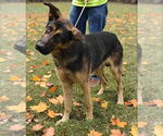 Small #1 German Shepherd Dog