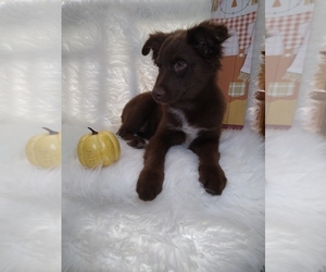 Australian Shepherd Puppy for sale in INDIANAPOLIS, IN, USA