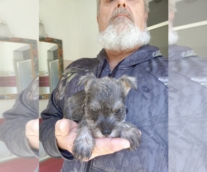 Schnauzer (Miniature) Puppy for sale in LUDOWICI, GA, USA