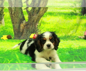 Cavalier King Charles Spaniel Puppy for sale in HICKORY, NC, USA