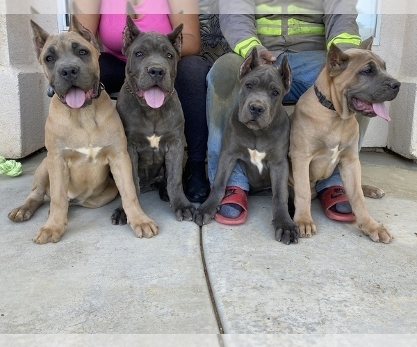 Medium Photo #2 Cane Corso Puppy For Sale in BEAUMONT, CA, USA