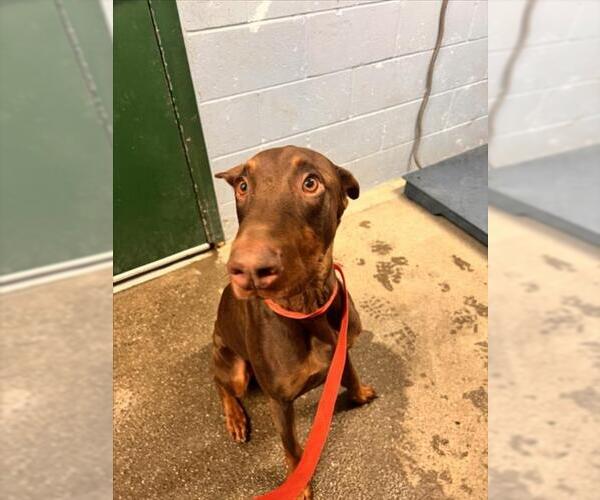 Medium Photo #1 Doberman Pinscher Puppy For Sale in Woodland, CA, USA