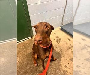 Doberman Pinscher Dogs for adoption in Woodland, CA, USA