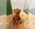 Small Doberman Pinscher