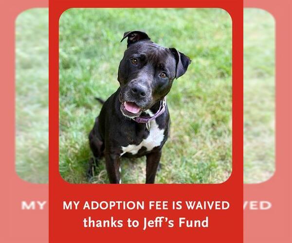 Medium Photo #1 American Staffordshire Terrier-Unknown Mix Puppy For Sale in Dedham, MA, USA