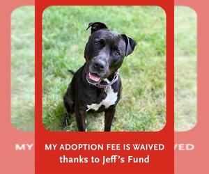 American Staffordshire Terrier-Unknown Mix Dogs for adoption in Dedham, MA, USA