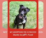 Small American Staffordshire Terrier Mix