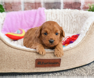 Cavapoo Puppy for Sale in SYRACUSE, Indiana USA
