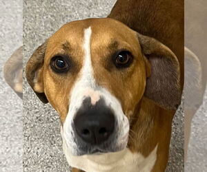 Mutt Dogs for adoption in Tarboro, NC, USA